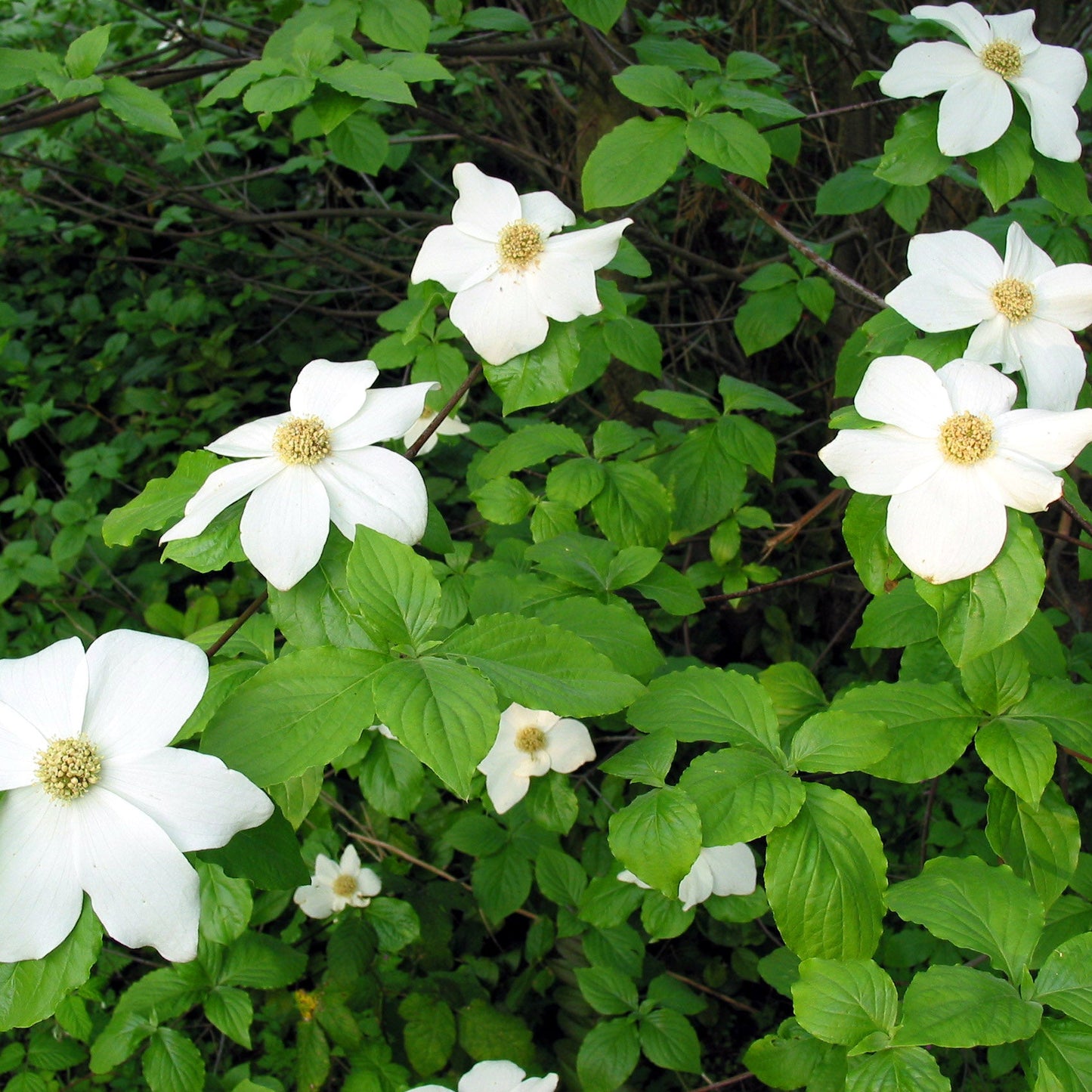 Pacific Dogwood – Bundle of 5 Bare Root Plants