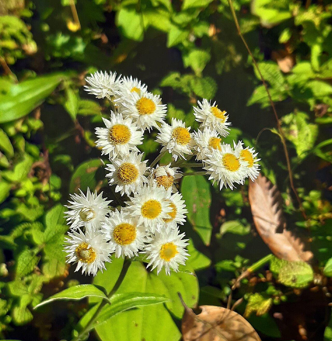 Pearly Everlasting—Bundle of 5 Potted Plants