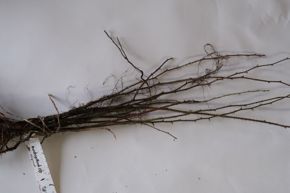 Baldhip Rose – Bundle of 5 Bare Root Plants