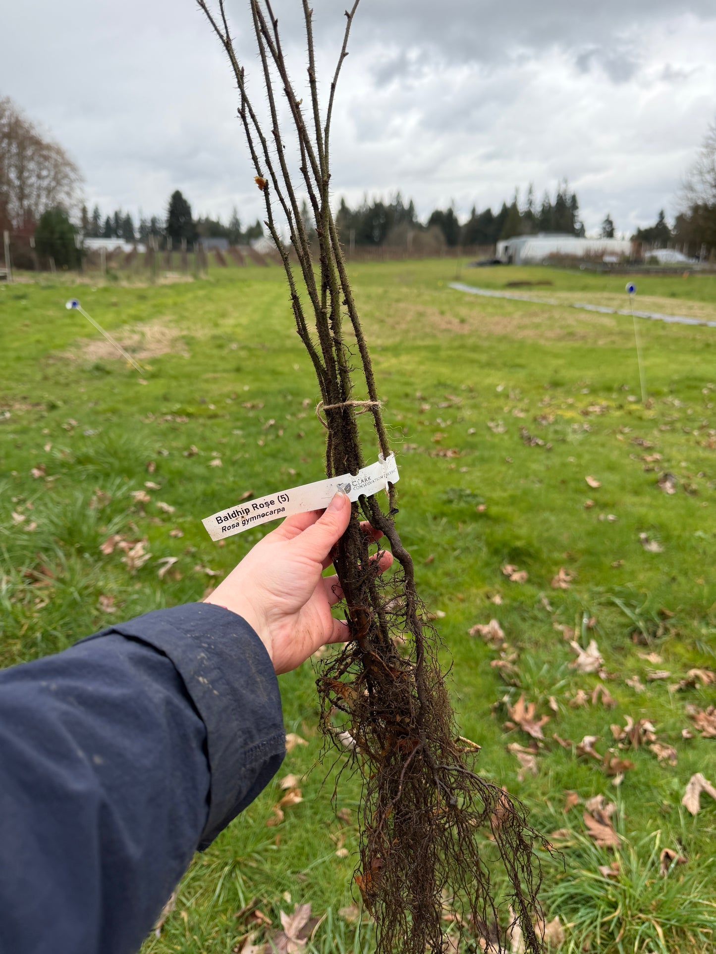 Baldhip Rose - Paquete de 5 plantas a raíz desnuda