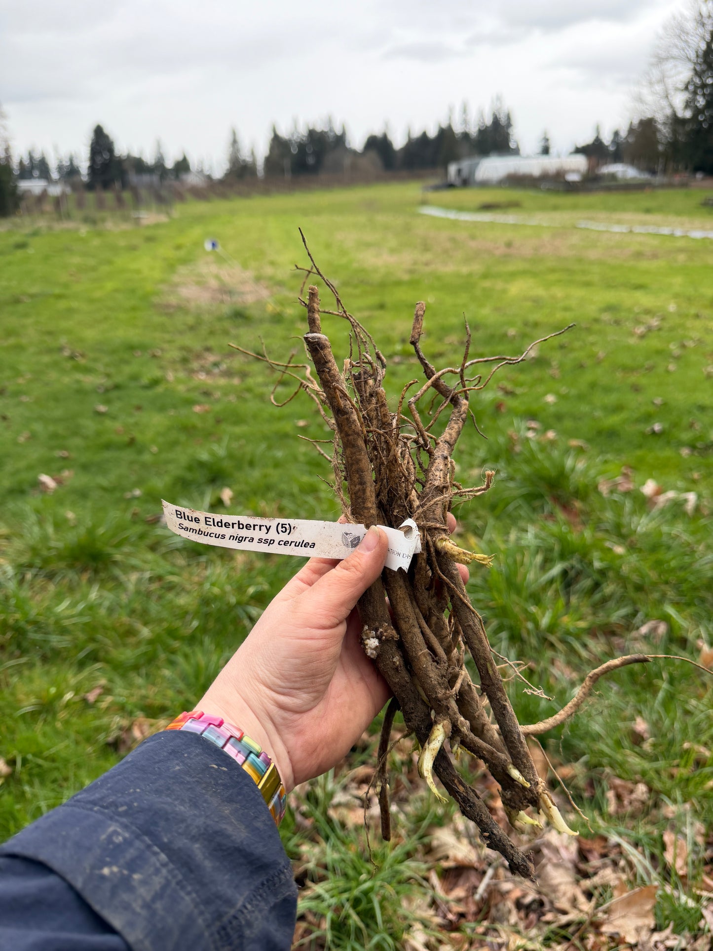 Blue Elderberry - Bundle of 5 Bare Root Plants