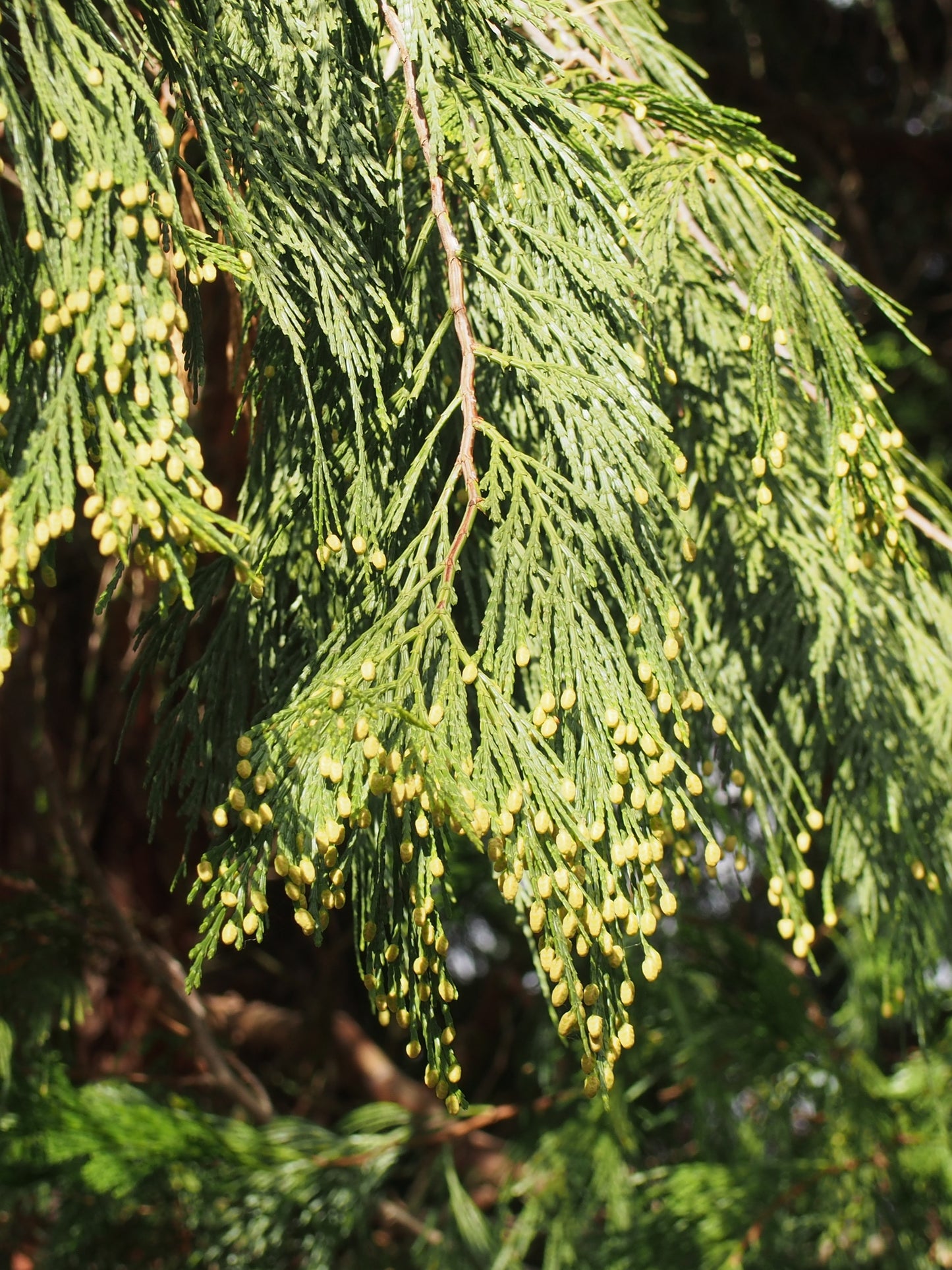 Incense Cedar – Bundle of 5 Bare Root Plants