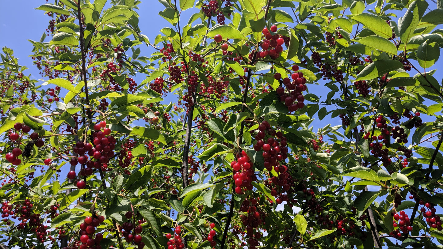 Chokecherry - Bundle of 5 Bare Root Plants