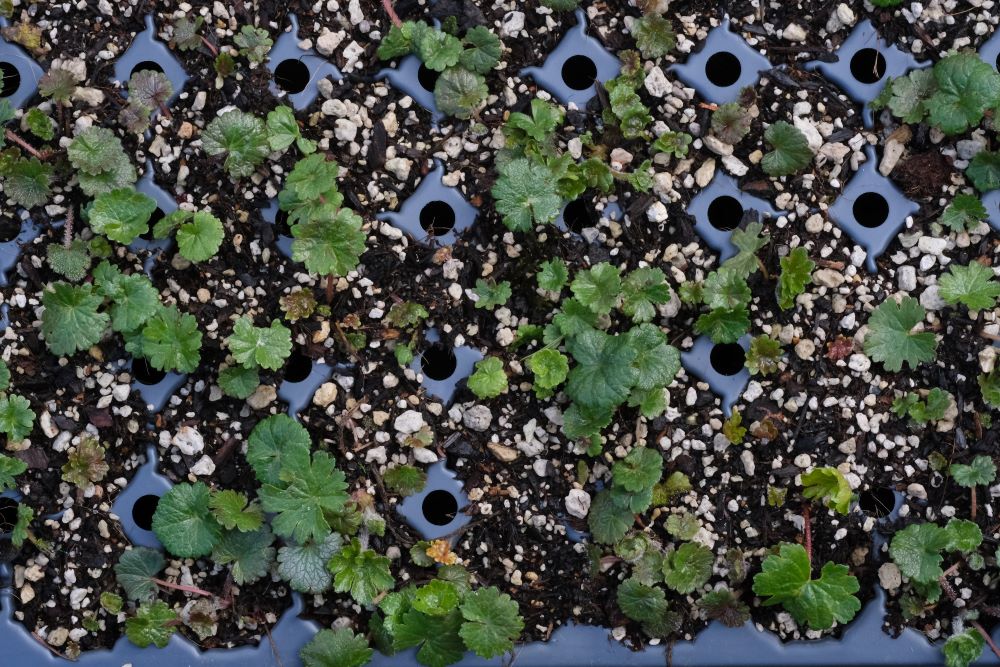 Meadow Checkermallow – Bundle of 5 Potted Plants