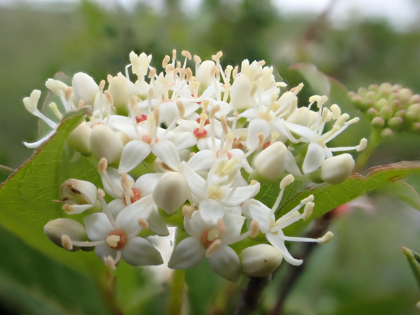 Red Mimbre Dogwood - paquete de 5 plantas