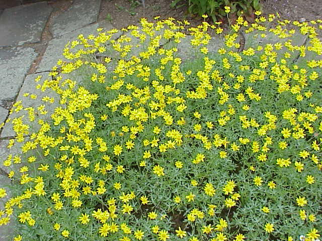 Oregon Sunshine – Bundle of 5 Potted Plants