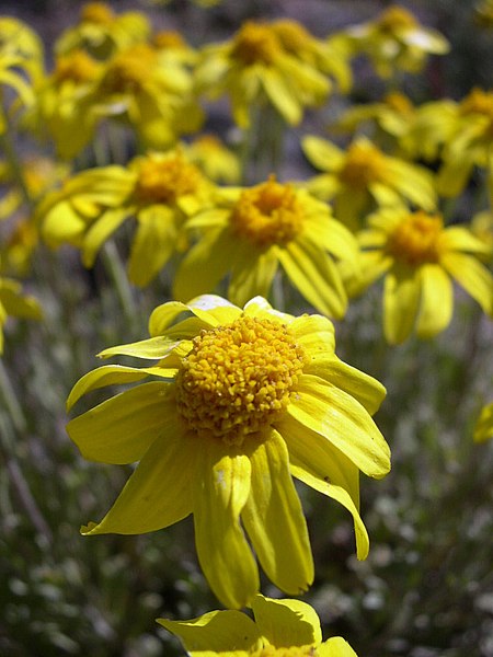 Oregon Sunshine – Bundle of 5 Potted Plants