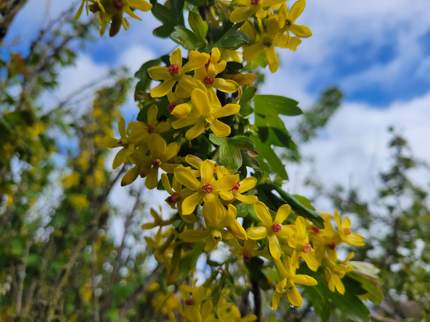 Golden Currant - Bundle of 5 bare root plants