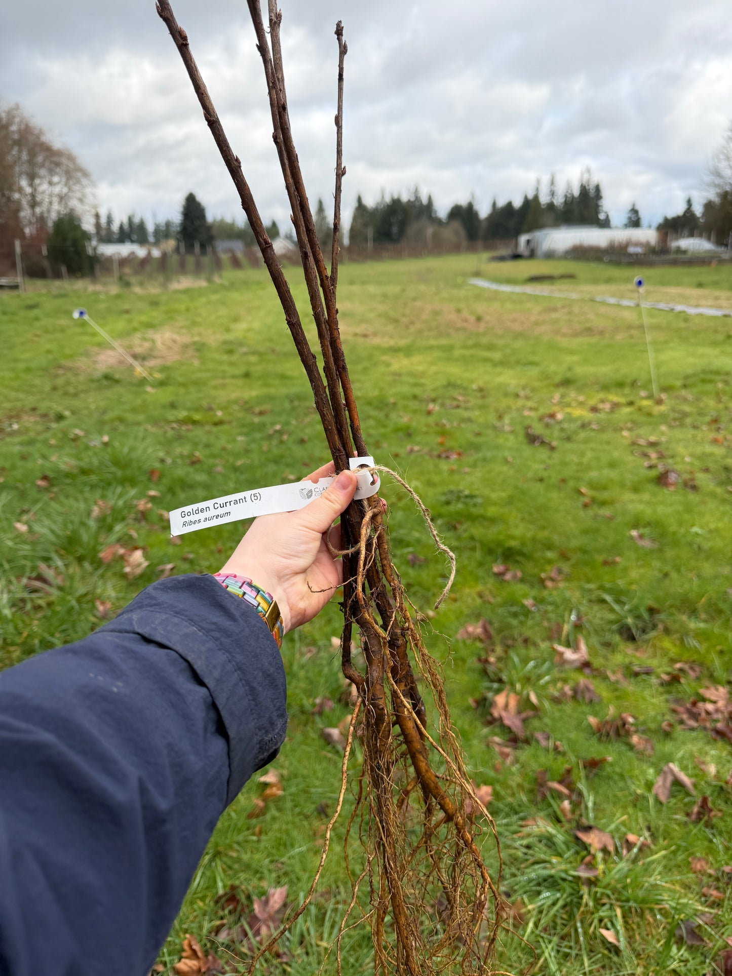 Golden Currant – Bundle of 5 Bare Root Plants