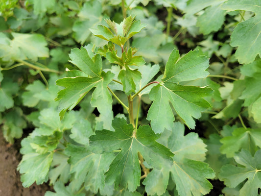 Golden Currant – Bundle of 5 Bare Root Plants