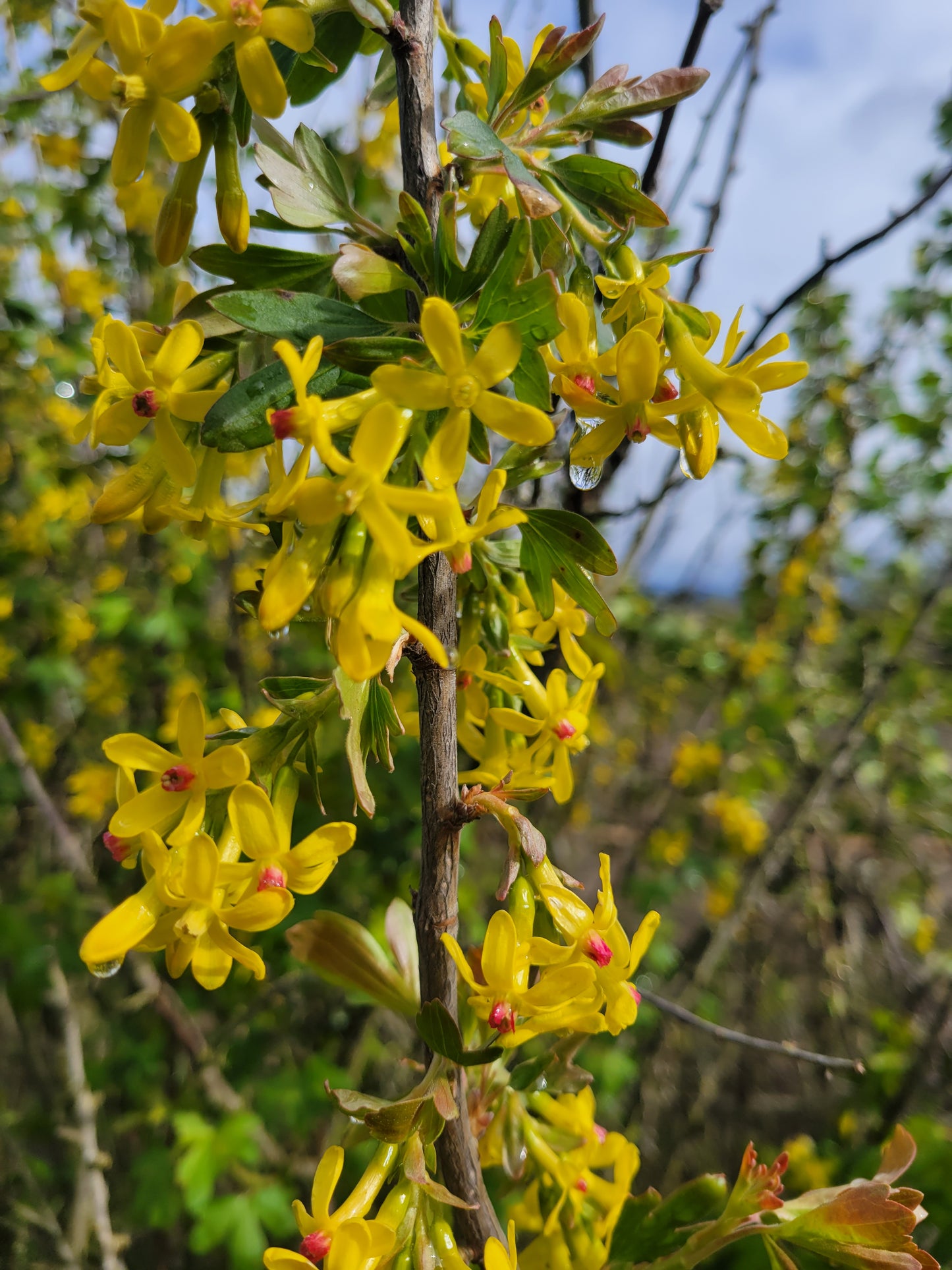 Golden Currant - Bundle of 5 bare root plants