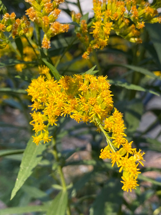 Goldenrod – Bundle of 5 Potted Plants