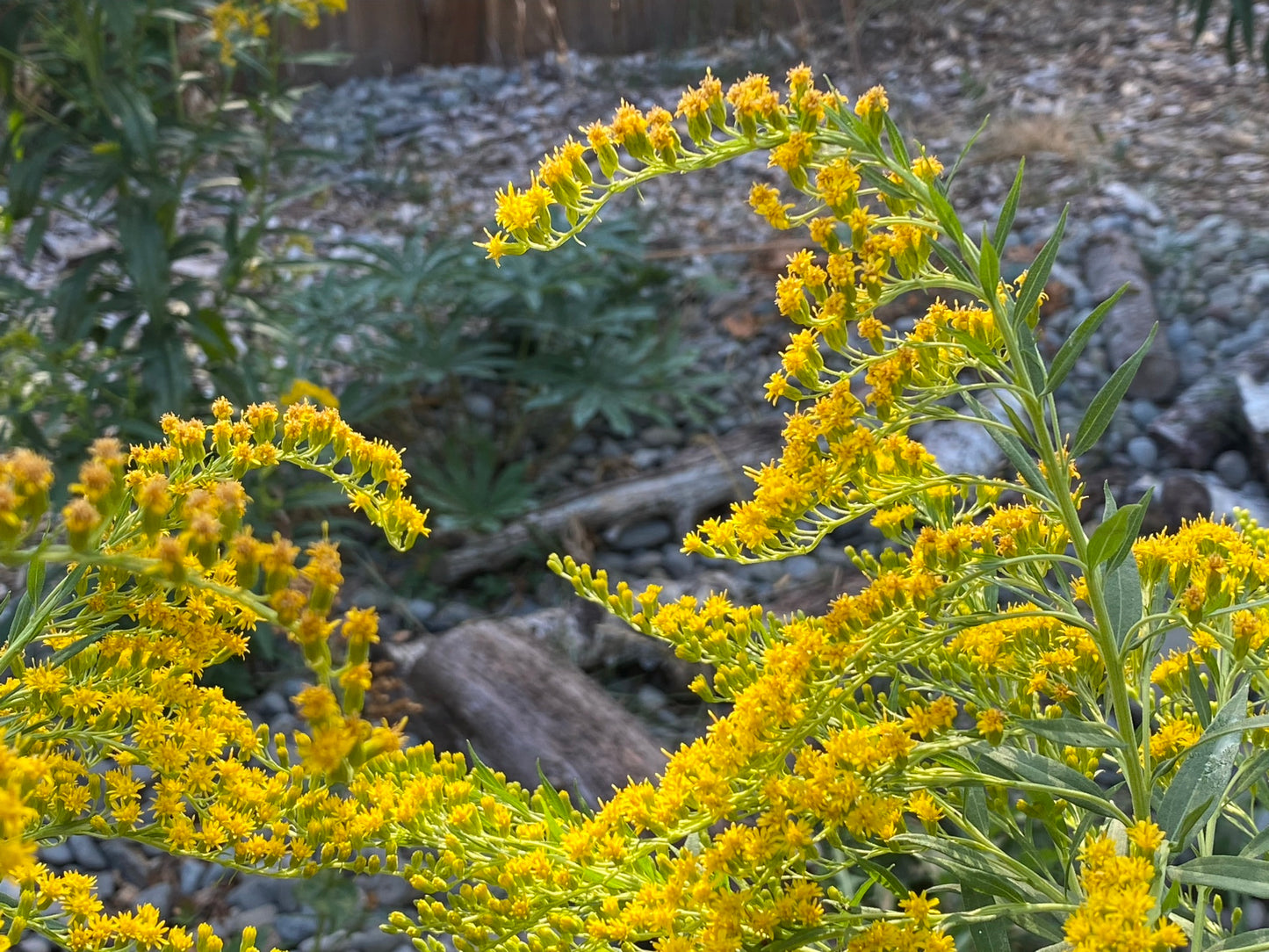 Goldenrod – Bundle of 5 Potted Plants