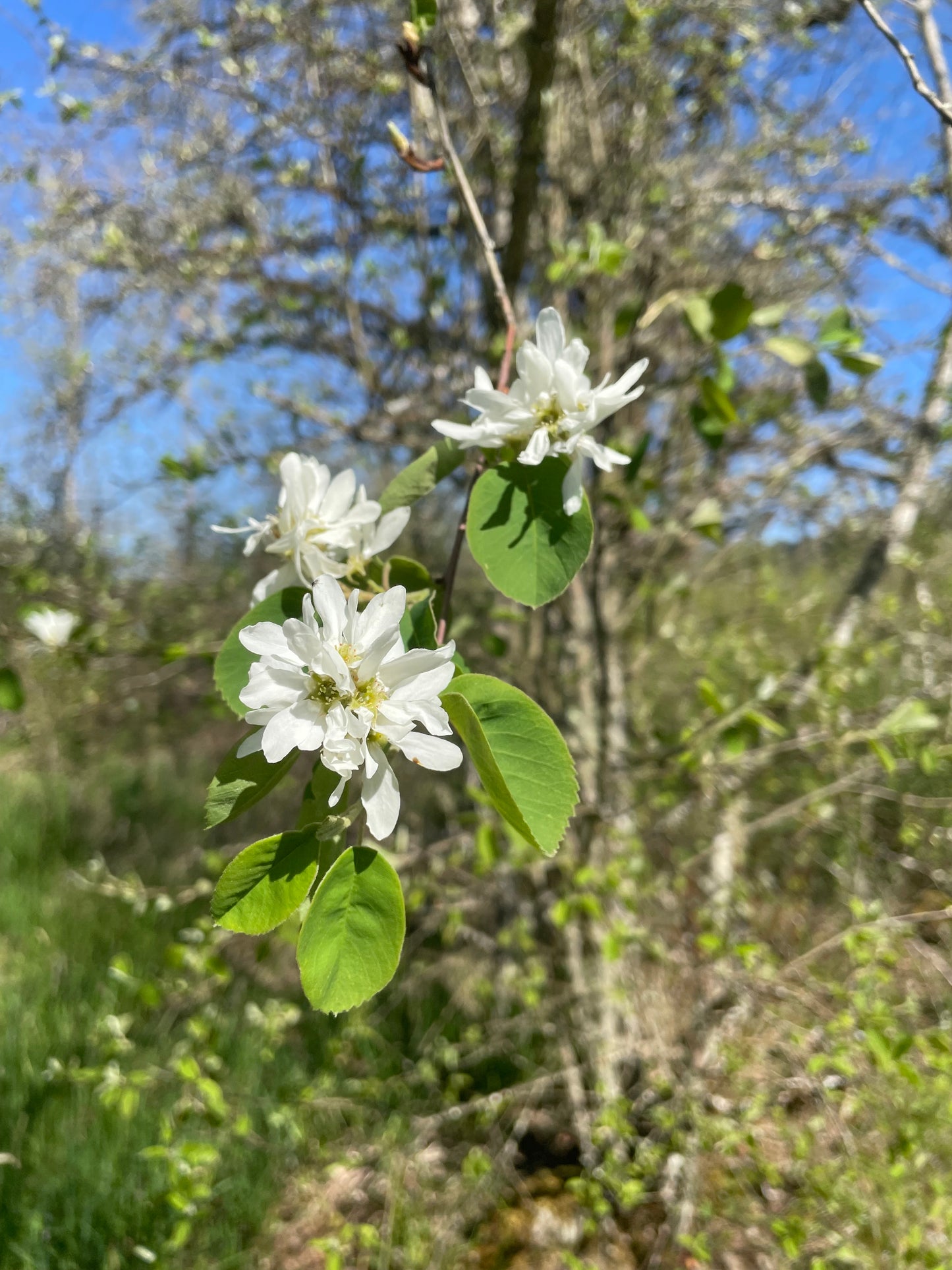 Serviceberry - paquete de 5 plantas a raíz desnuda