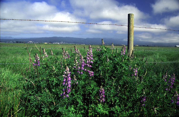 Riverbank Lupine – Bundle of 5 Potted Plants
