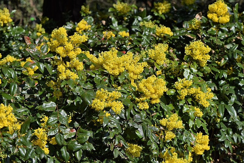 Tall Oregon Grape - Bundle of 5 bare root plants