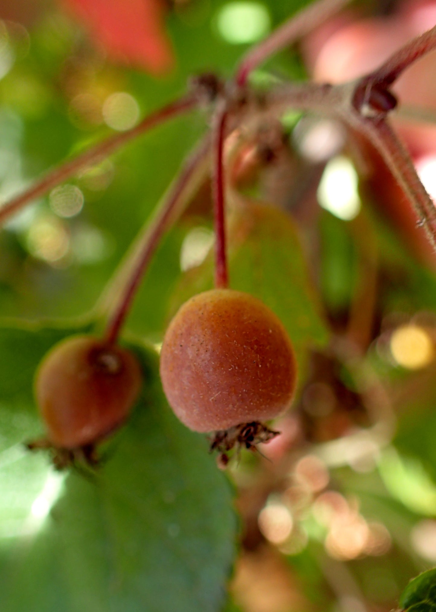 Pacific Crabapple – Bundle of 5 Bare Root Plants