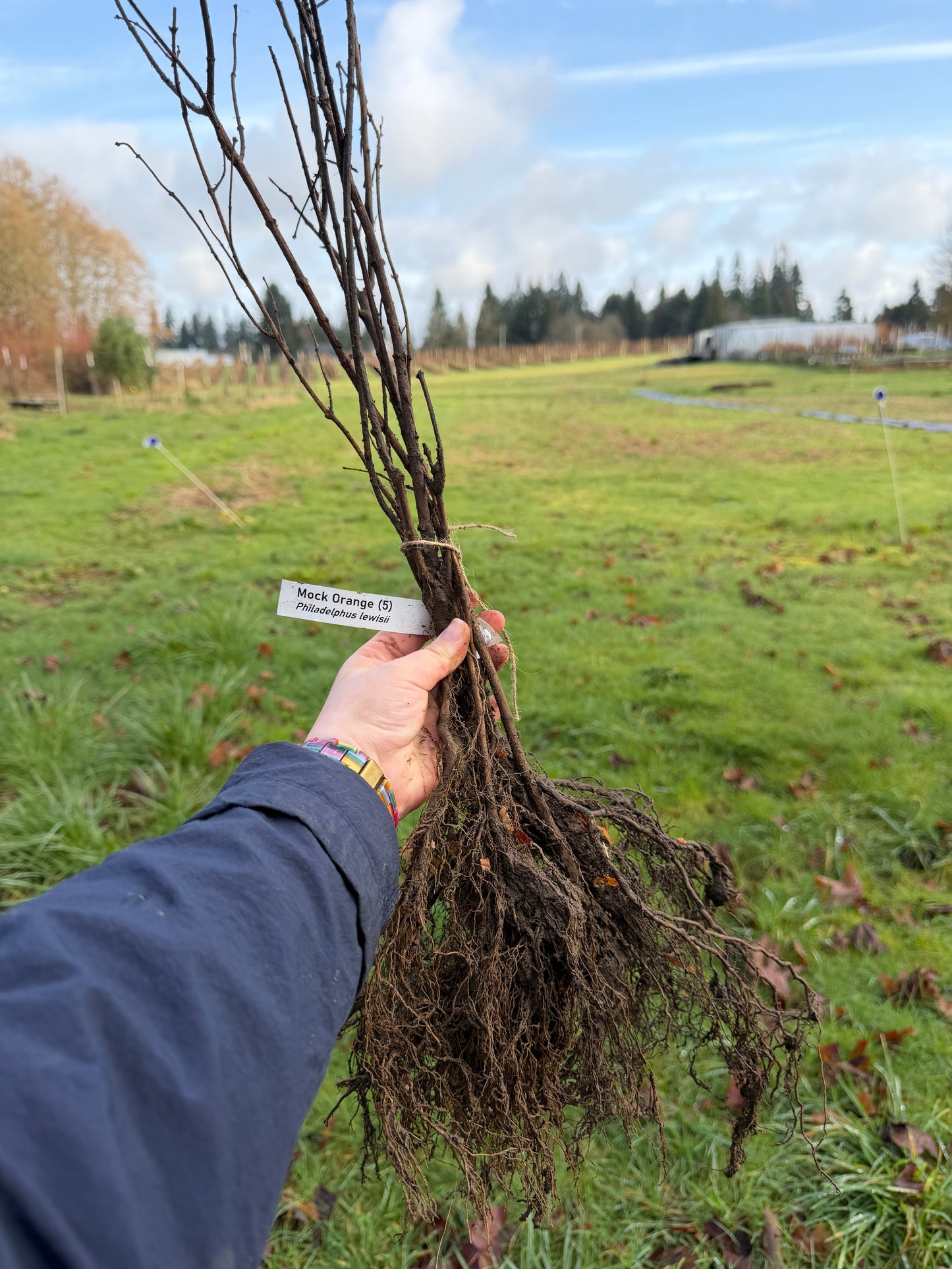 Simulacro de naranja - paquete de 5 plantas a raíz desnuda