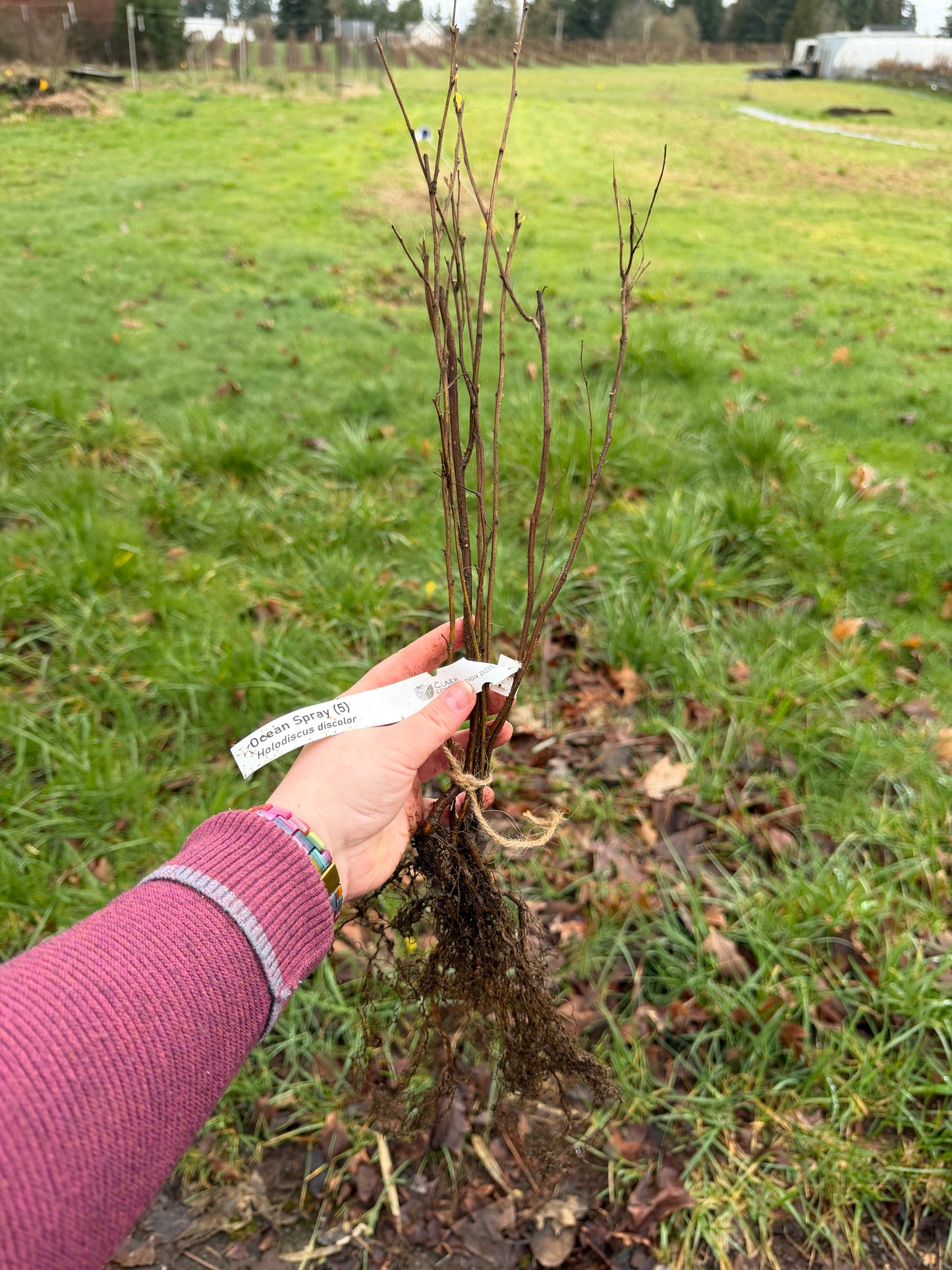 Oceanspray – Bundle of 5 Bare Root Plants