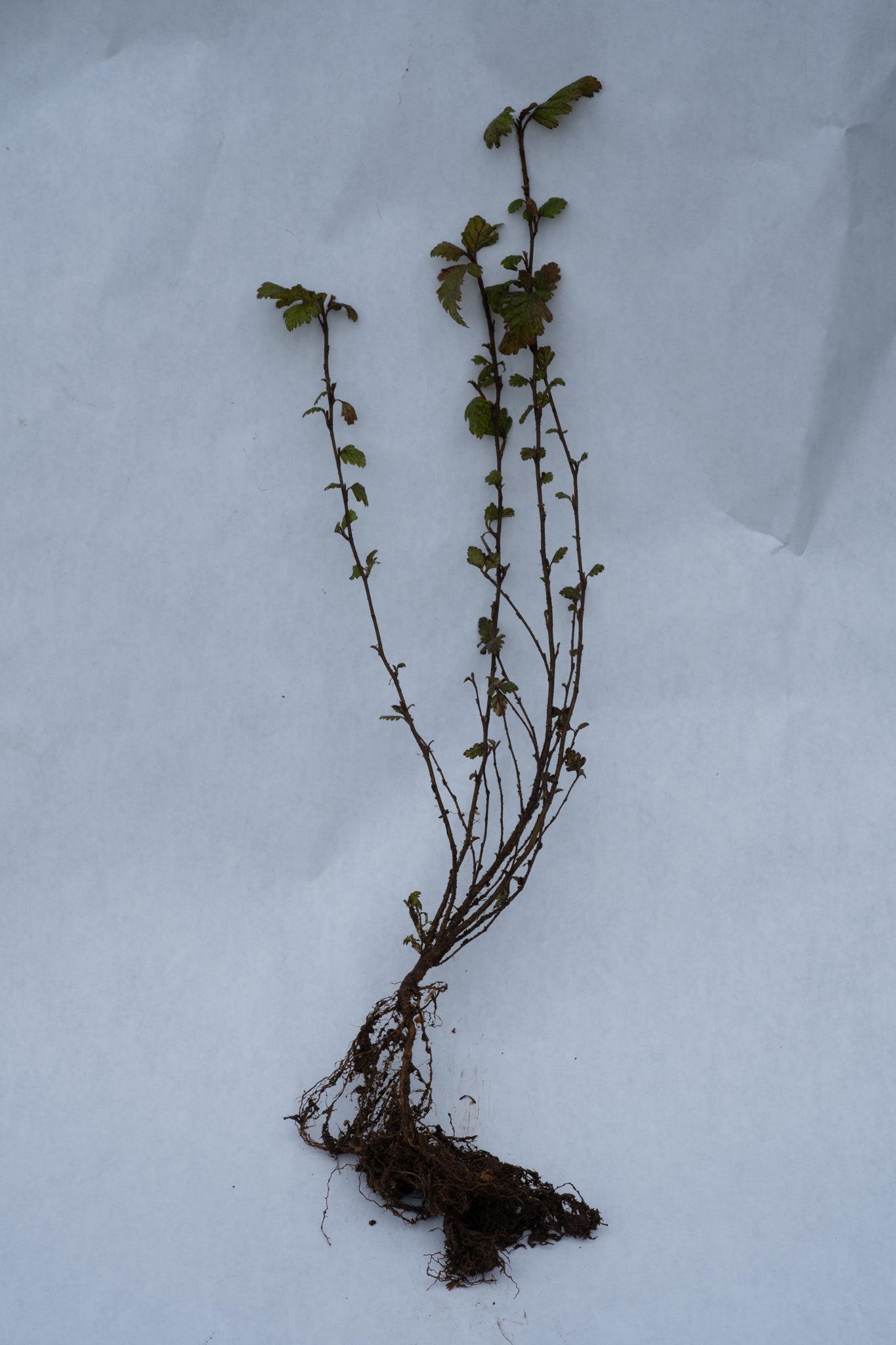 Oceanspray – Bundle of 5 Bare Root Plants
