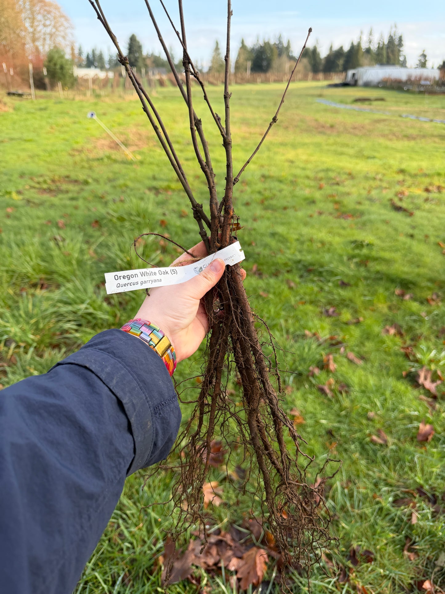 Roble de Oregón - paquete de 5 plantas a raíz desnuda