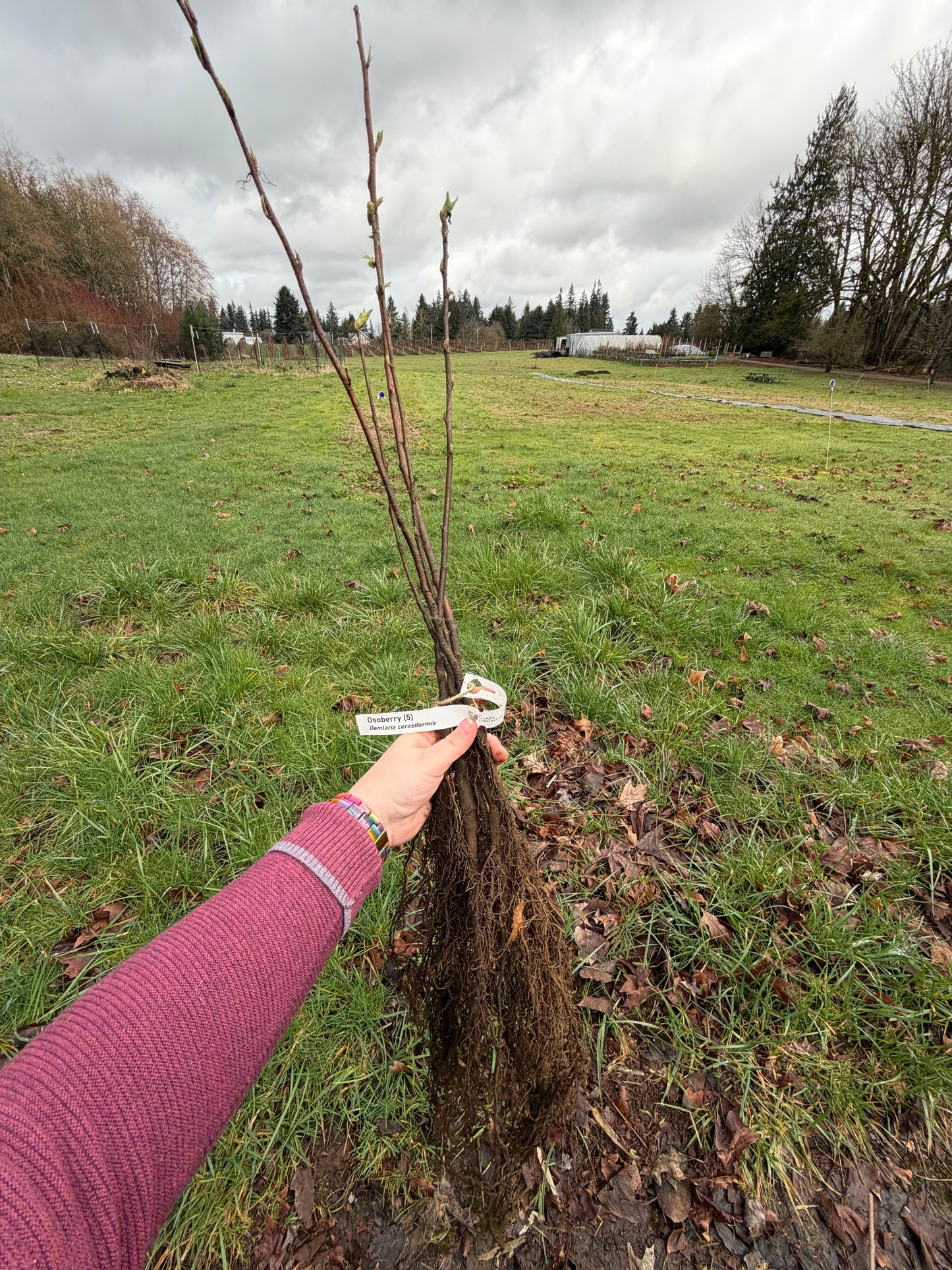 Osoberry - paquete de 5 plantas a raíz desnuda