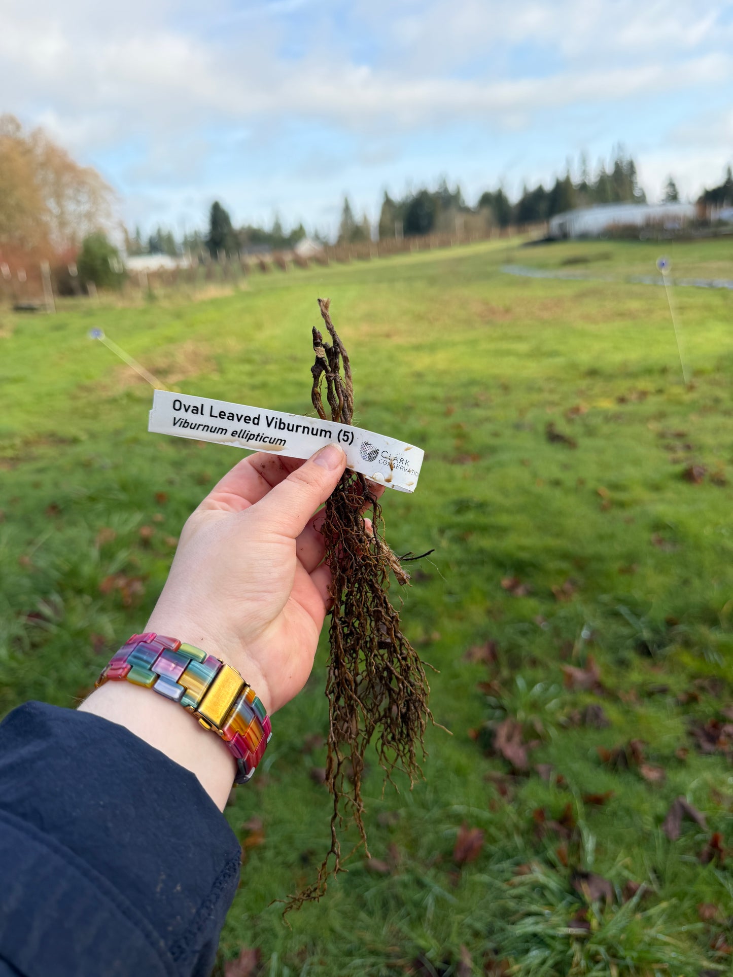 Oval-leaved Viburnum – Bundle of 5 Bare Root Plants