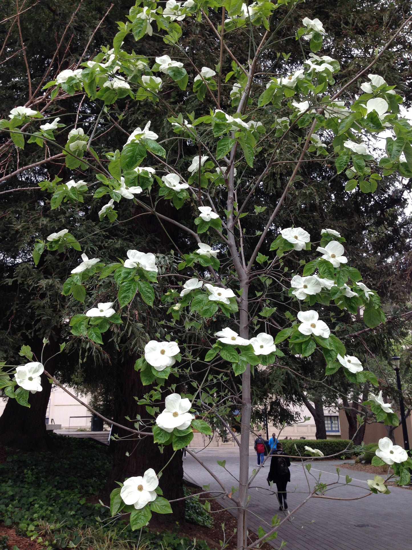 Pacific Dogwood – Bundle of 5 Bare Root Plants