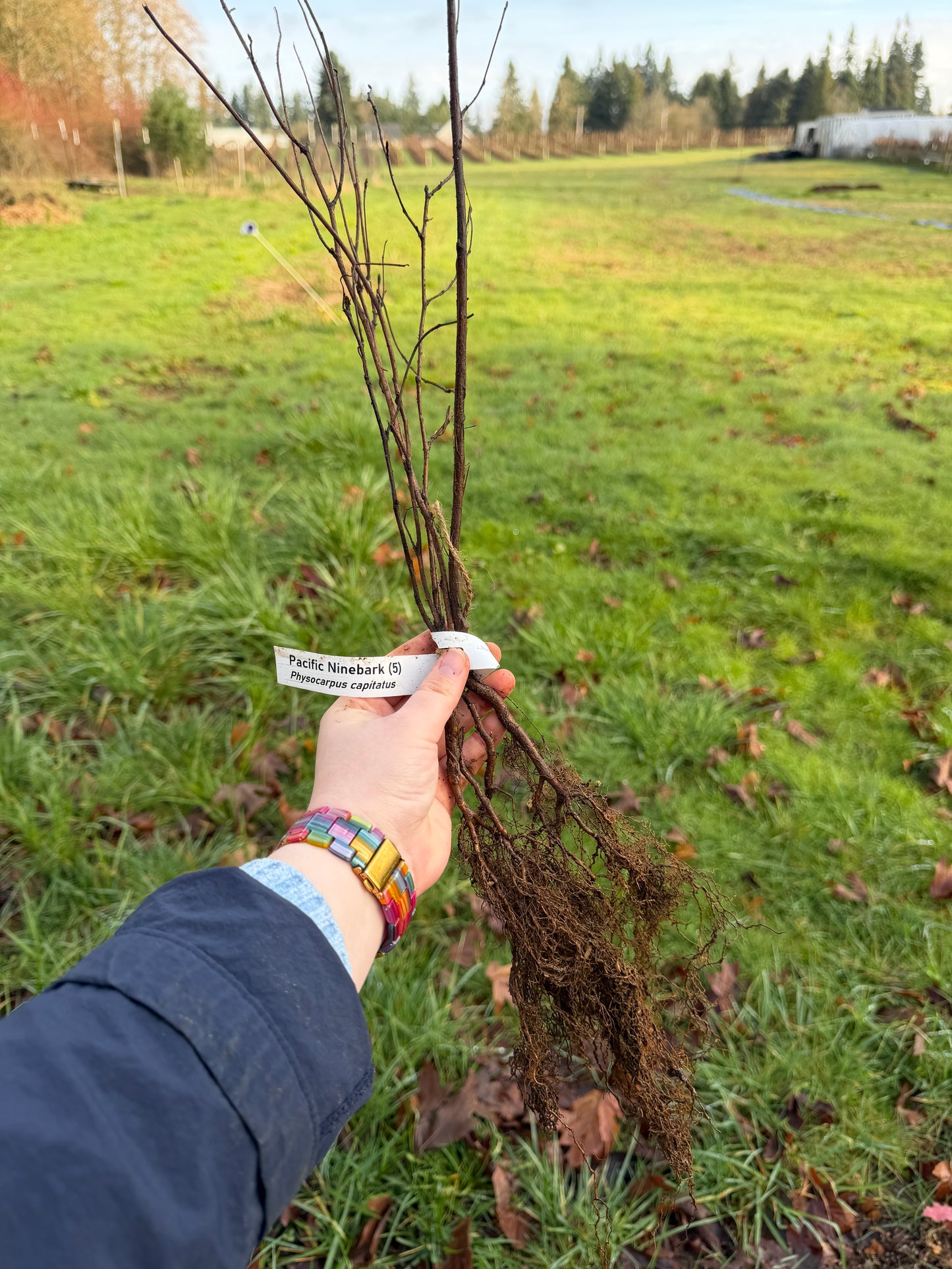 Pacific Ninebark - paquete de 5 plantas