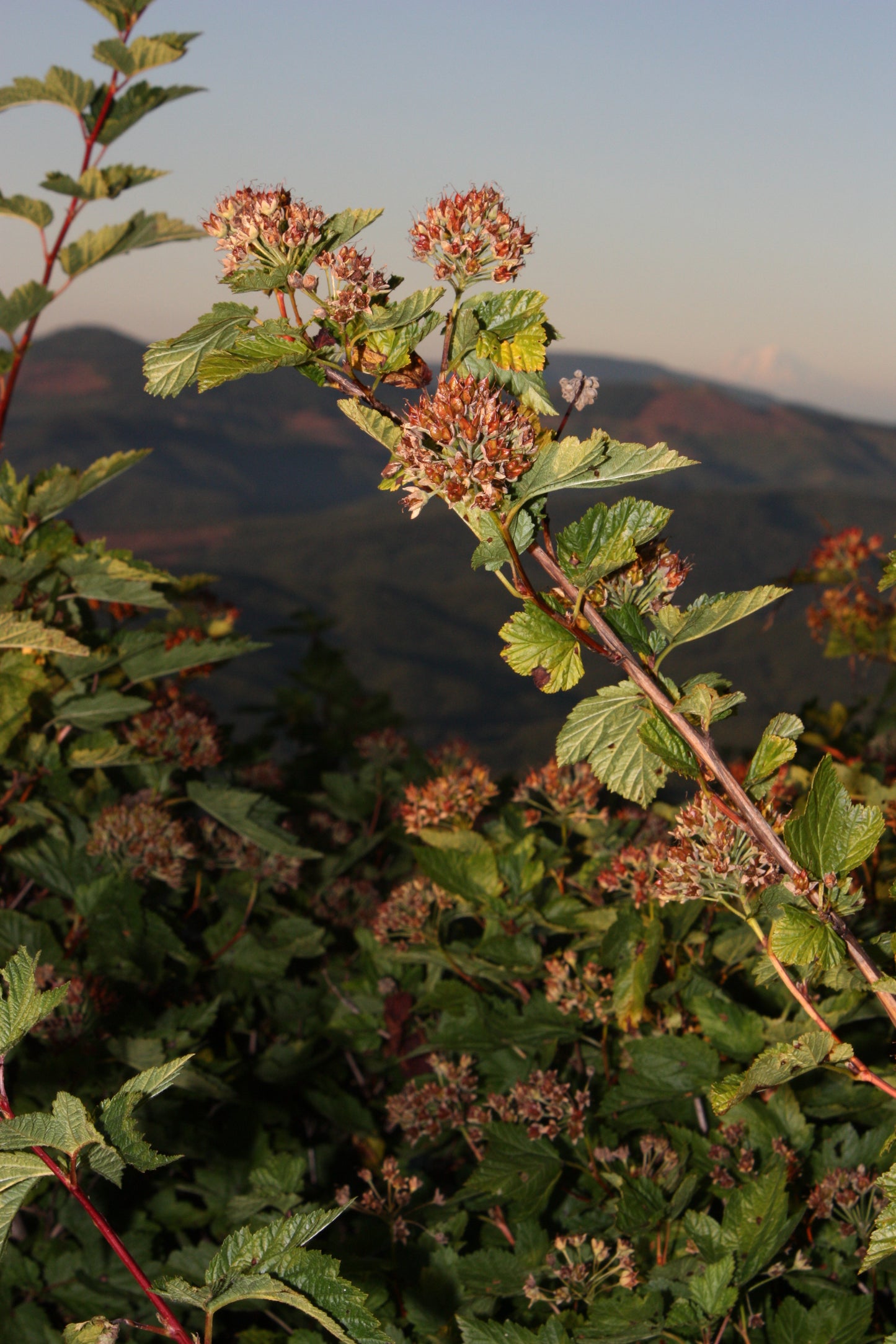 Pacific Ninebark - paquete de 5 plantas