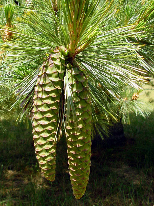 Western White Pine – Bundle of 5 Plugs