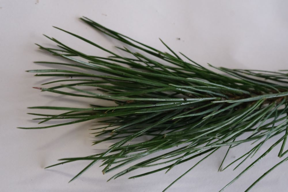 Willamette Valley Ponderosa Pine – Bundle of 5 Plugs