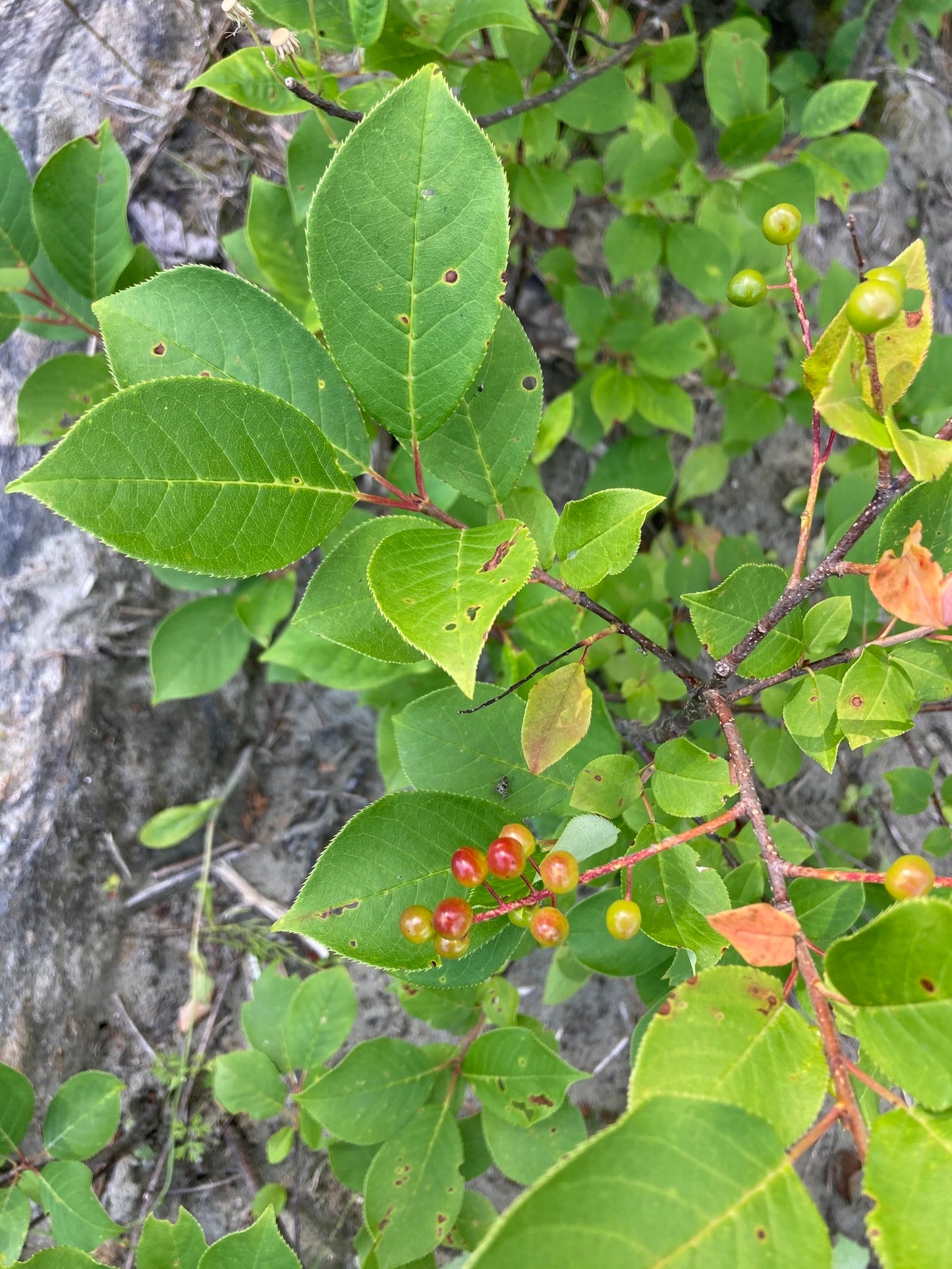 Chokecherry - Bundle of 5 Bare Root Plants
