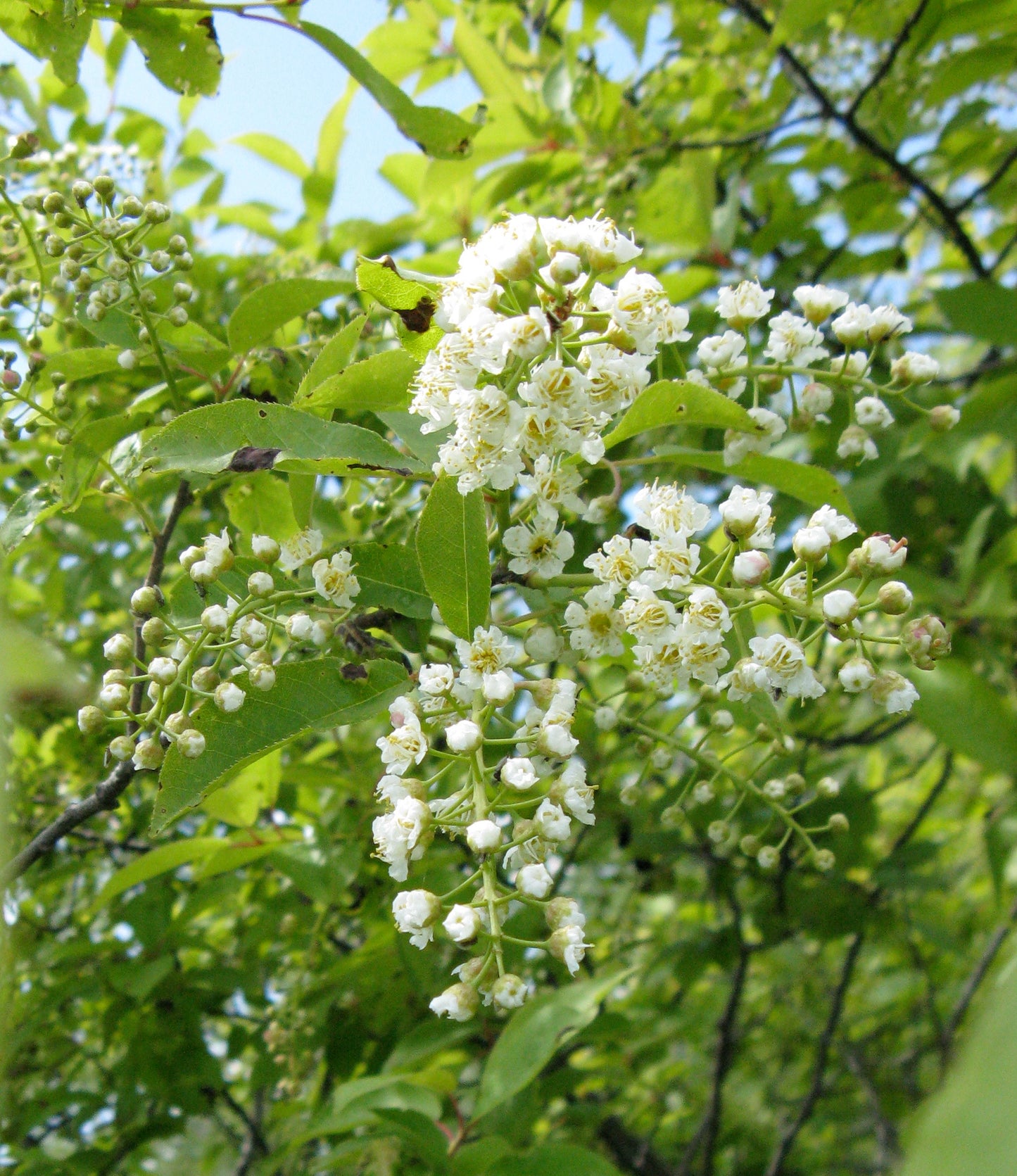 Chokecherry - Bundle of 5 Bare Root Plants