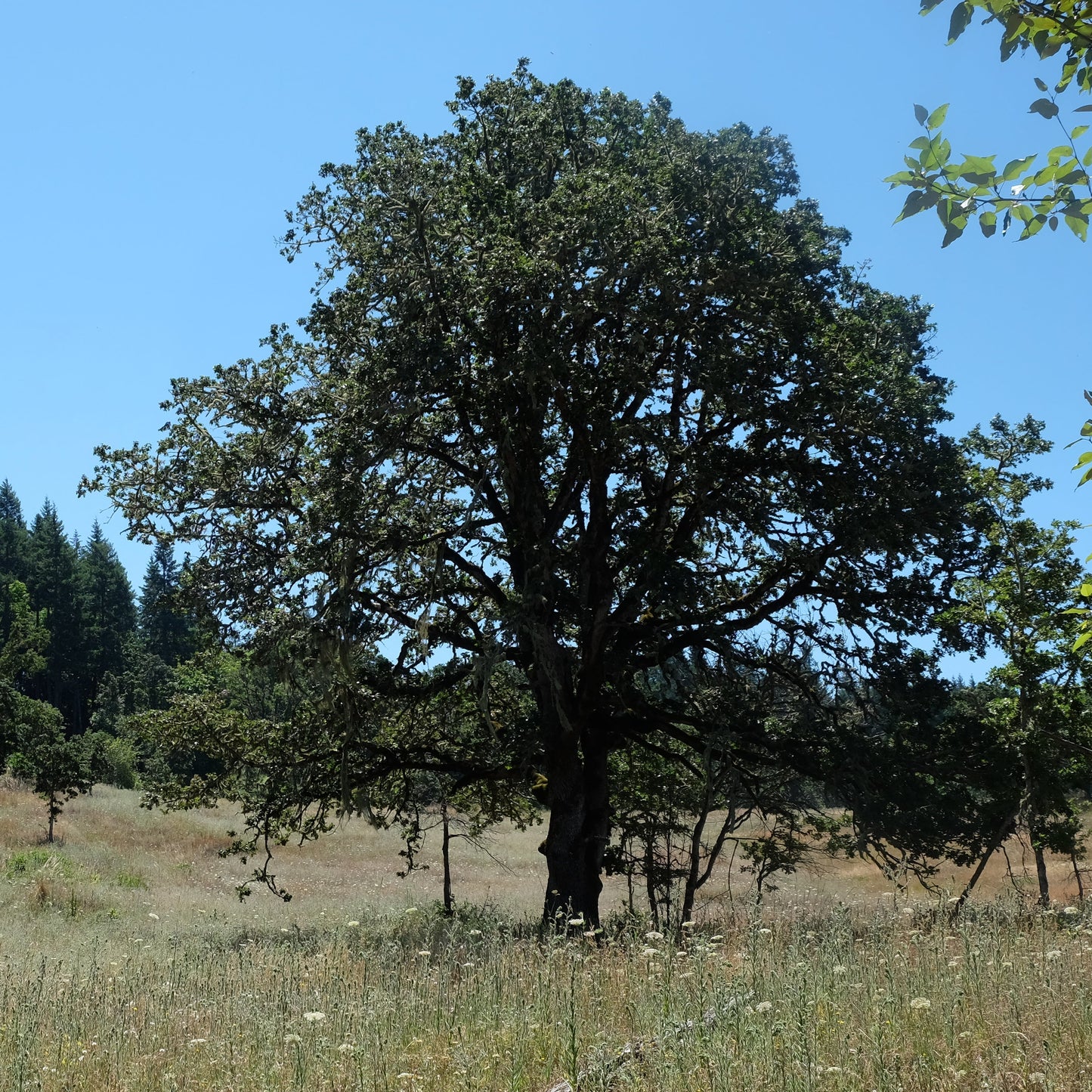 Oregon White Oak – Bundle of 5 Bare Root Plants