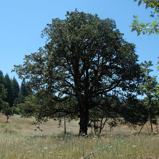 Oregon White Oak – Bundle of 5 Bare Root Plants