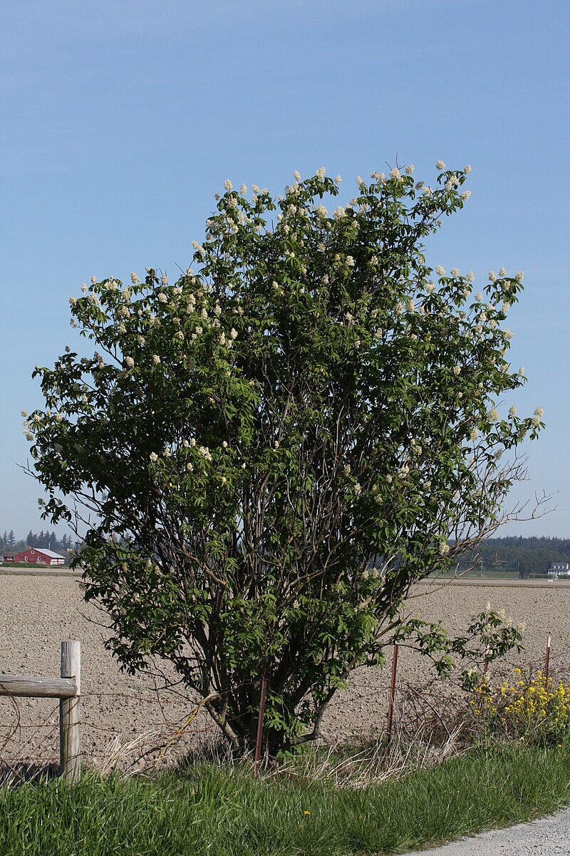 Red Elderberry - Bundle of 5 bare root plants