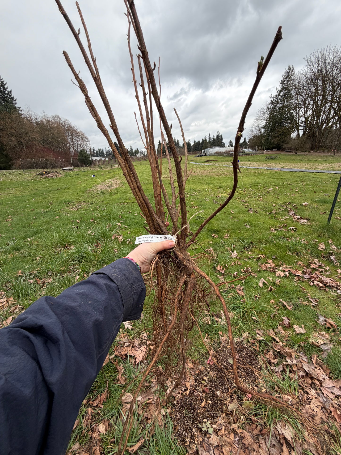 Grosella roja floreciente - paquete de 5 plantas