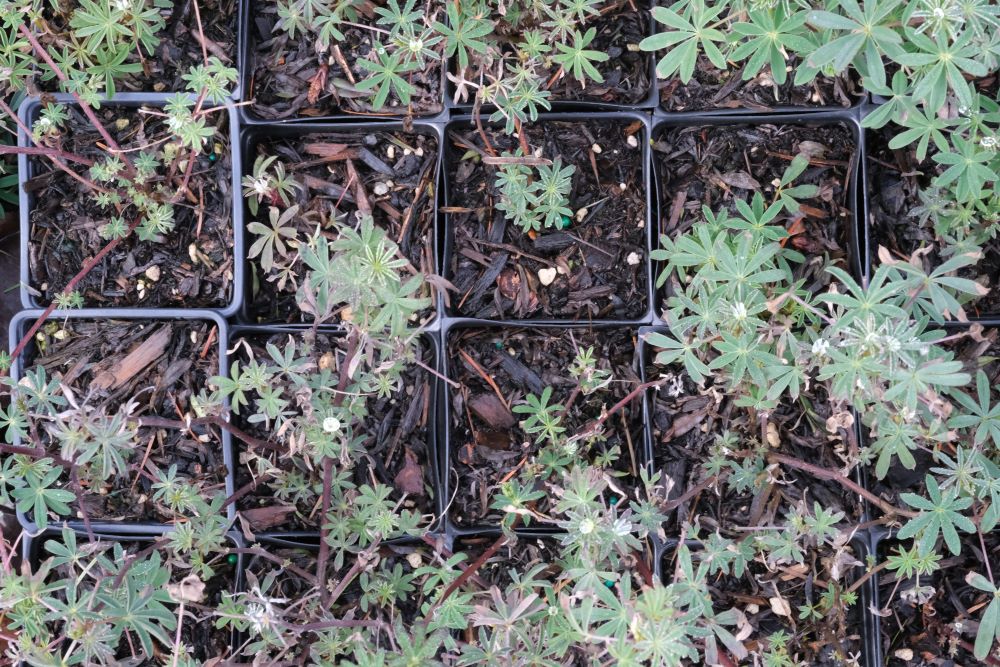 Riverbank Lupine – Bundle of 5 Potted Plants