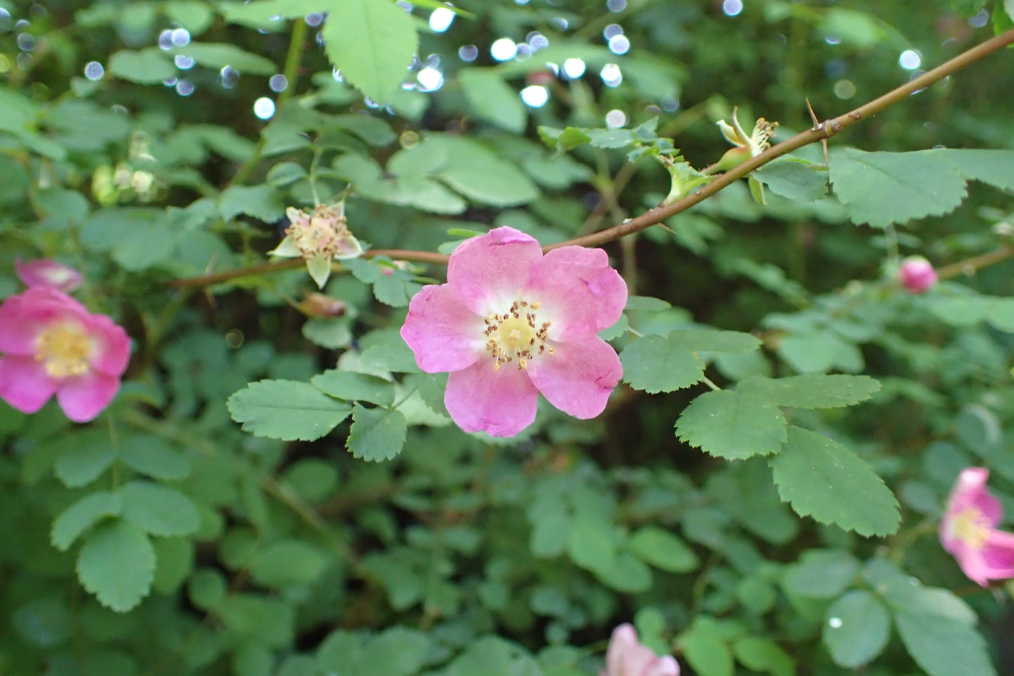 Baldhip Rose – Bundle of 5 Bare Root Plants
