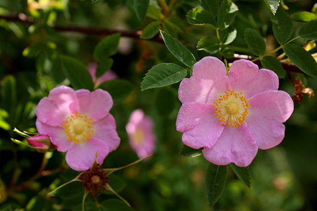 Nootka Rose – Bundle of 5 Bare Root Plants