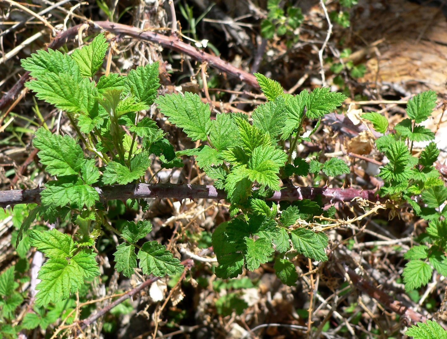 Blackcap Raspberry - Bundle of 5 bare root plants