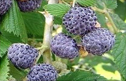 Blackcap Raspberry - Bundle of 5 bare root plants