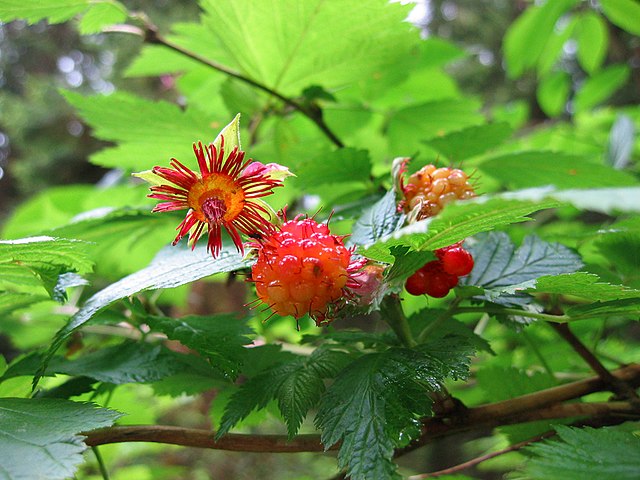 Salmonberry – Bundle of 5 Bare Root Plants