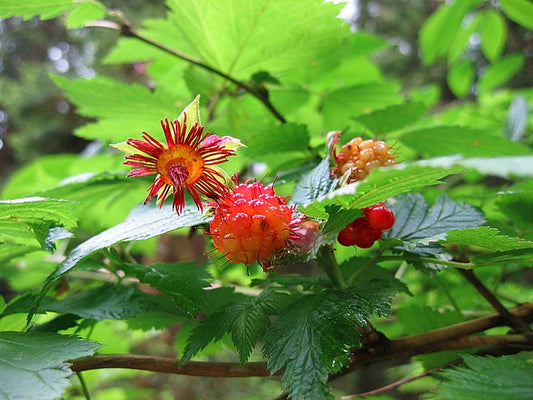 Salmonberry – Bundle of 5 Bare Root Plants