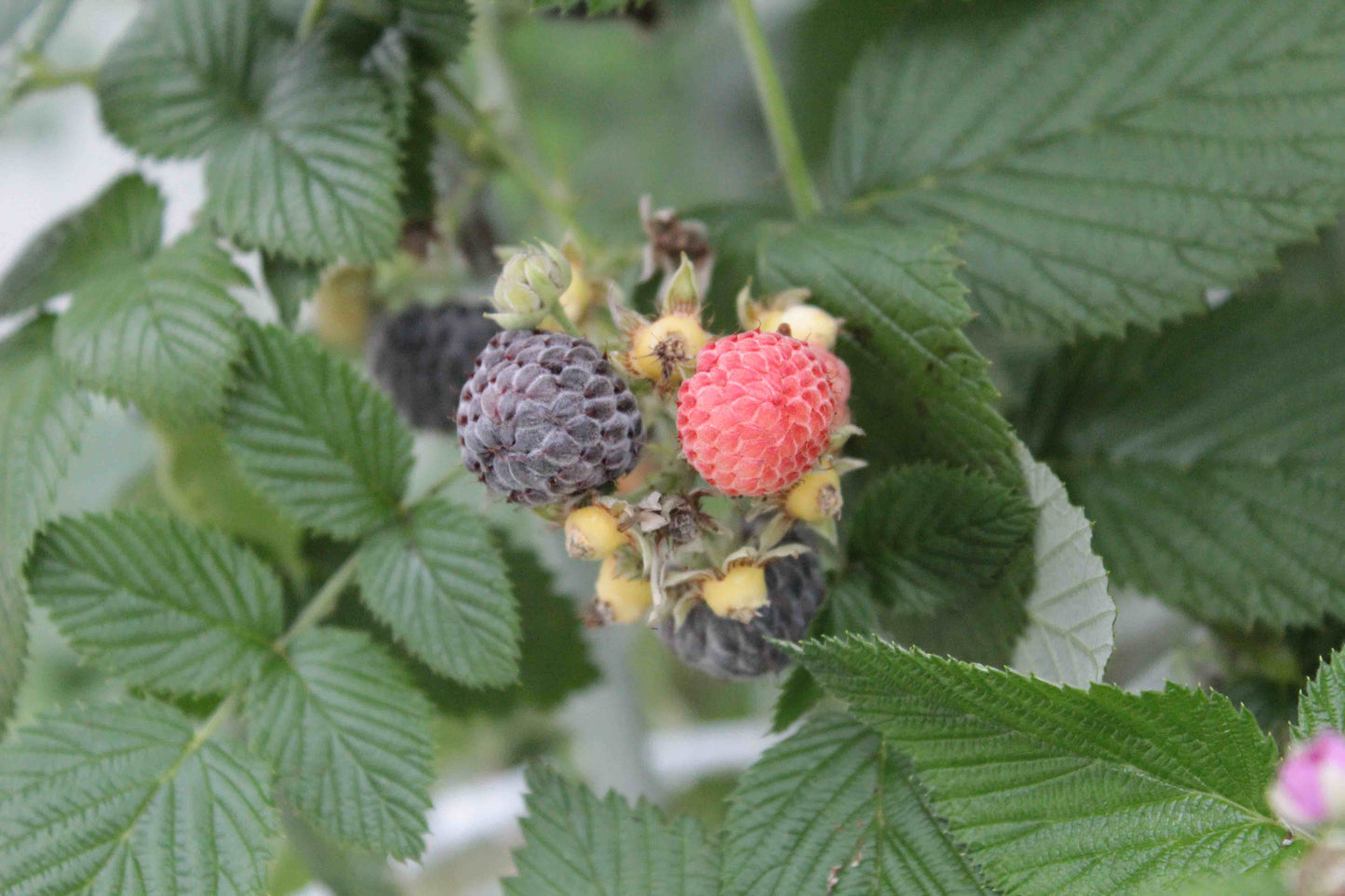 Blackcap Raspberry - Bundle of 5 bare root plants