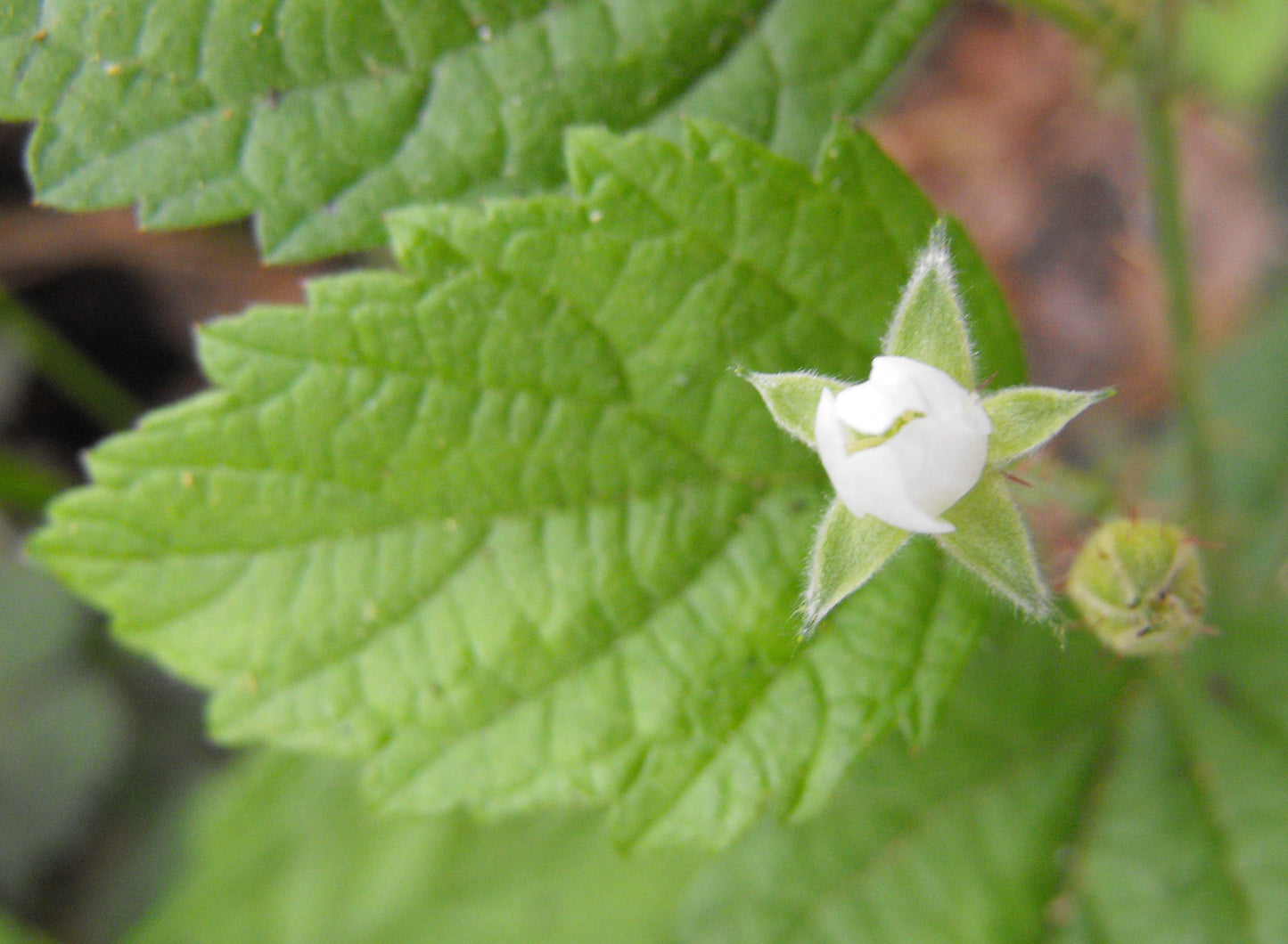 Blackcap Raspberry - Bundle of 5 bare root plants