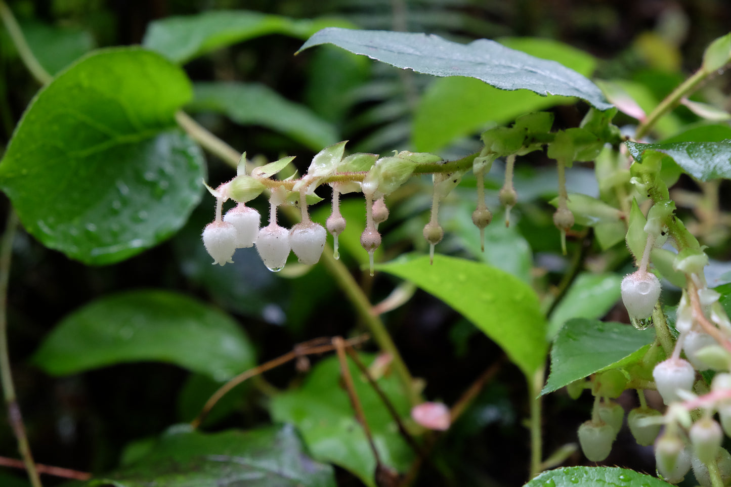 Salal - Bundle of 5 plants (3.5'' pots)
