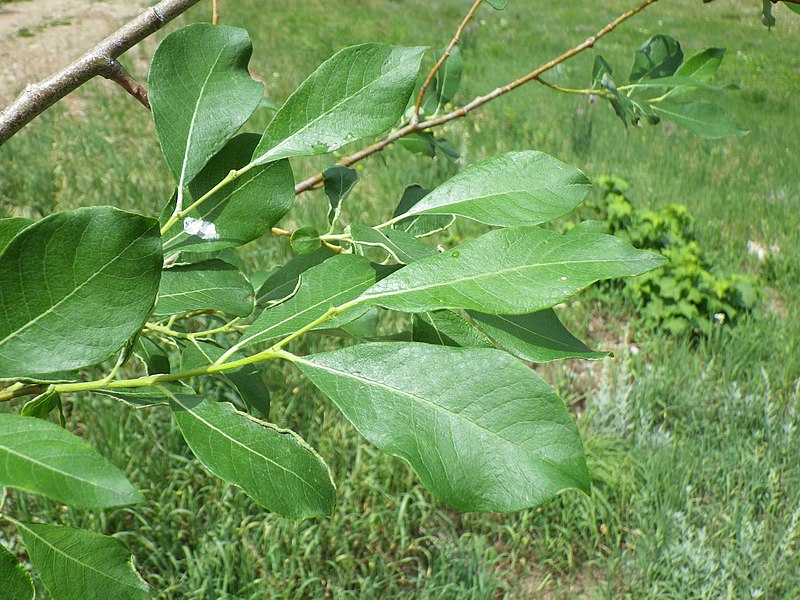 Scouler's Willow – Bundle of 5 Bare Root Plants