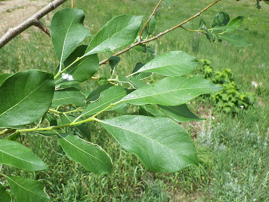 Scouler's Willow – Bundle of 5 Bare Root Plants